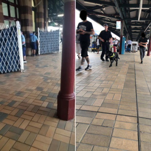 Privacy screens and dog-sniffers at Central Station, Sydney