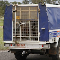NT Police Cage Vehicle