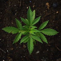 green drug cannabis marijuana hemp weed pot grass