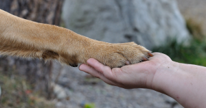 dog paw and human hand