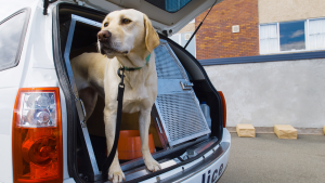 drug dog nsw police strip search lawyer