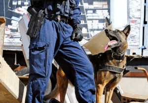 Police dog with handler