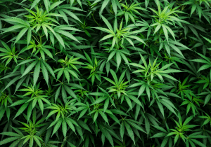 Freedom to grow marijuana plants are a decriminalise cannabis goal