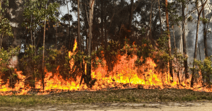 Bushfire arson: Breaking Down Section 203E